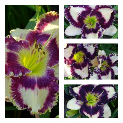 ������� �������