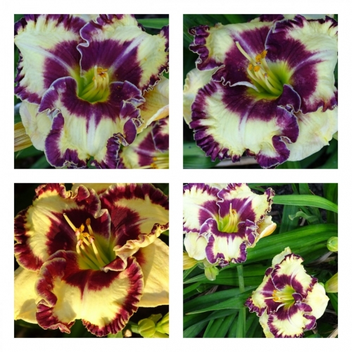 �������� �������