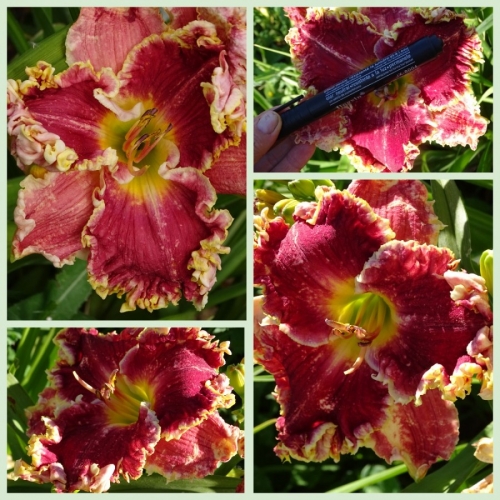 ���� ���������