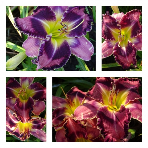 ���� ������