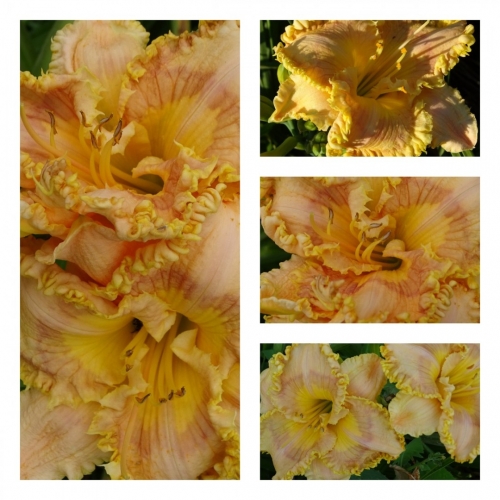 ������ ϳ�������� ³���