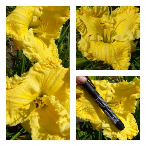 ���������� �����