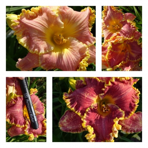 ���������