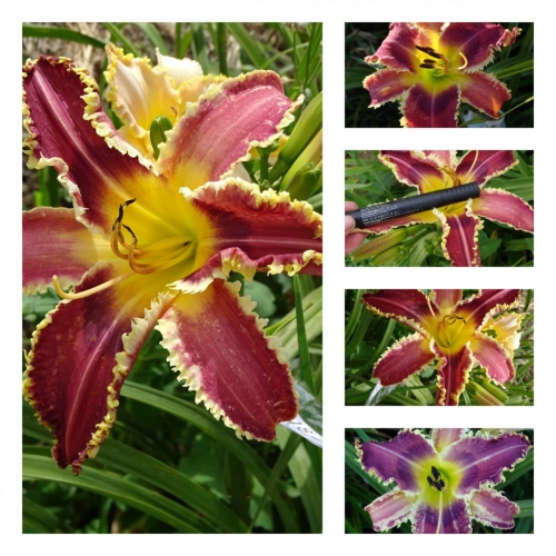 ����� г�-������ ������ ������ �������