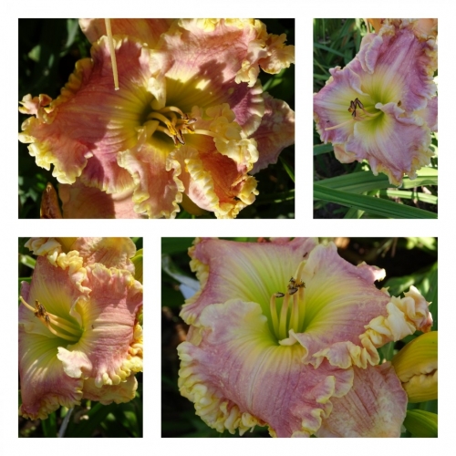 ������� ������ �������