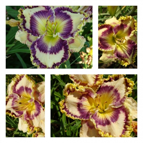 ������� ��� ������ �������