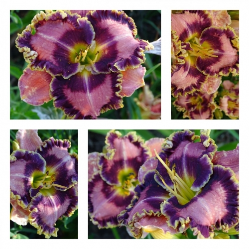 ������� ���� ������ �������