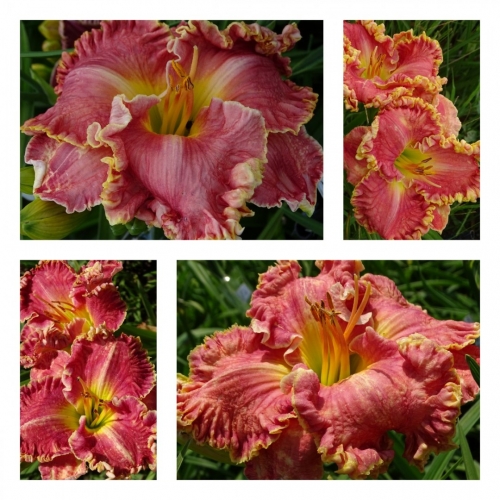 ���� ����� ������ �������