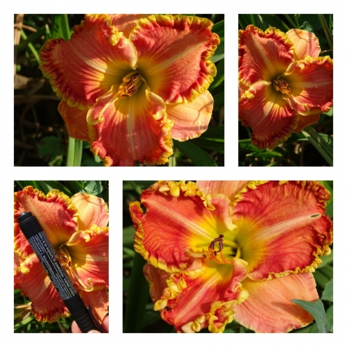 �������� ������ ������ �������