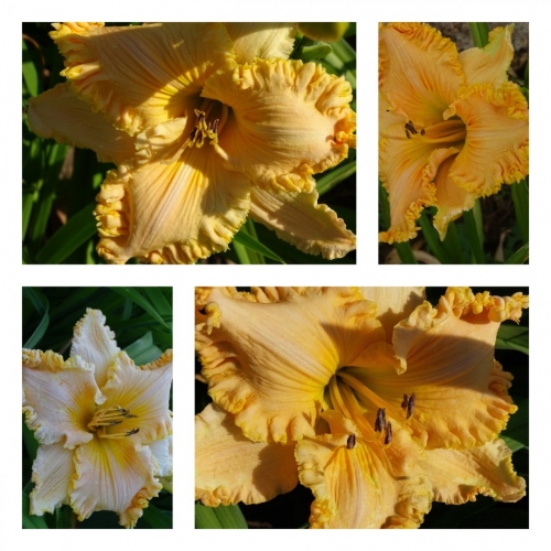 ���������� ˳�� ������ �������