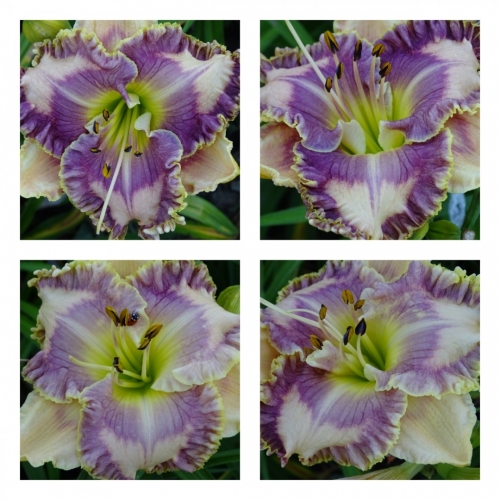 ������� ����� ������ �������