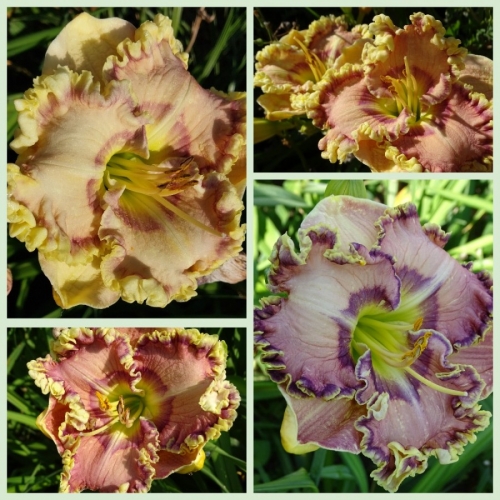 �������� ���� ������ �������