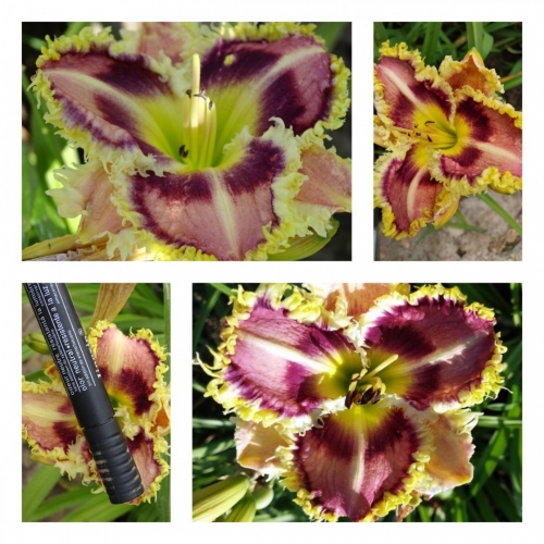 ������� ���� ������ �������