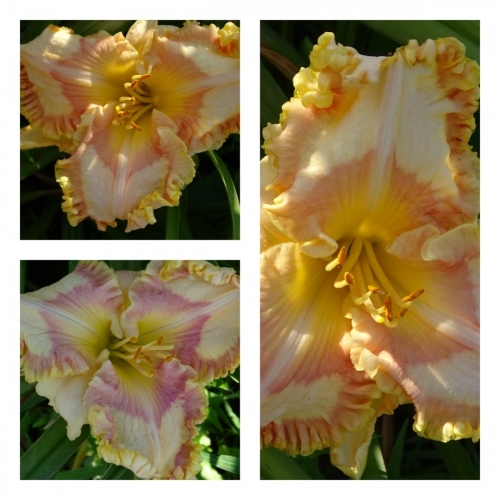 ����� ������� ������ �������