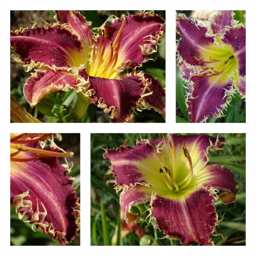 ϳ������� ��������� ������ �������