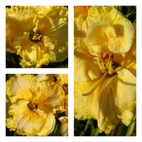 ������ ����� �������� ������ �������