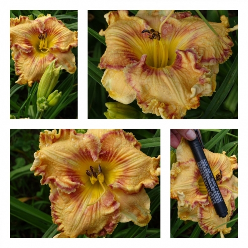 г���� ���� ������ �������