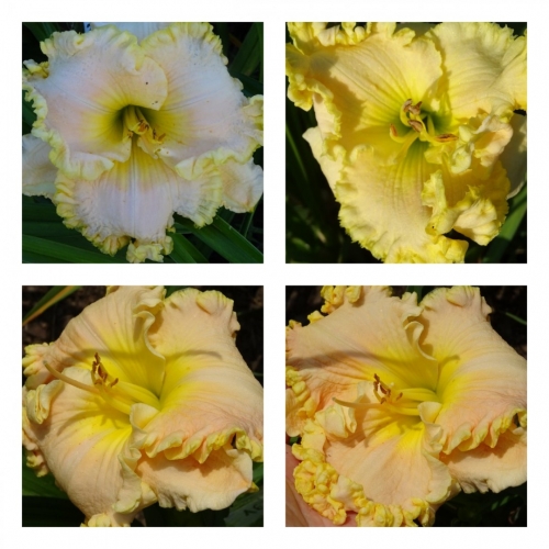 ����� �����