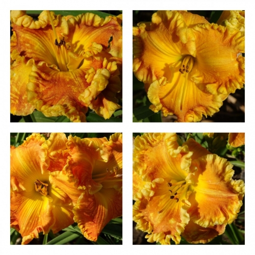 ���� ����