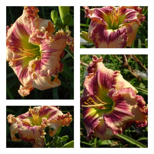 ������� ������ �������