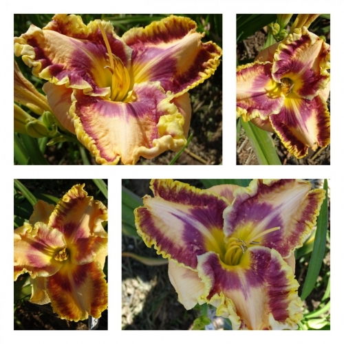 ������ �������᳿ ������ �������