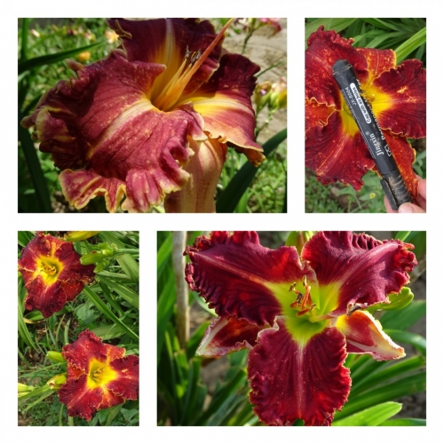 ������ ������� ������ �������