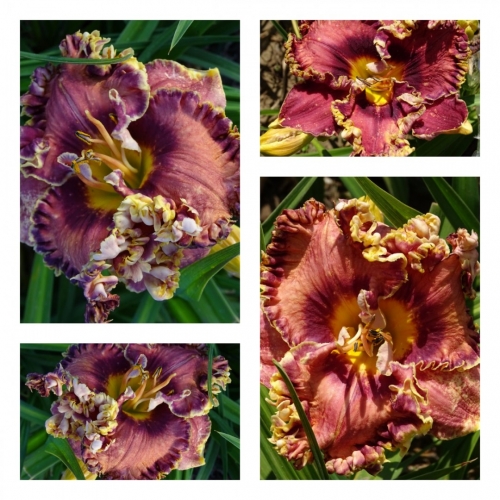 ������� ������ �������