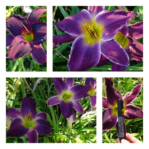 ����� ����� ������ �������