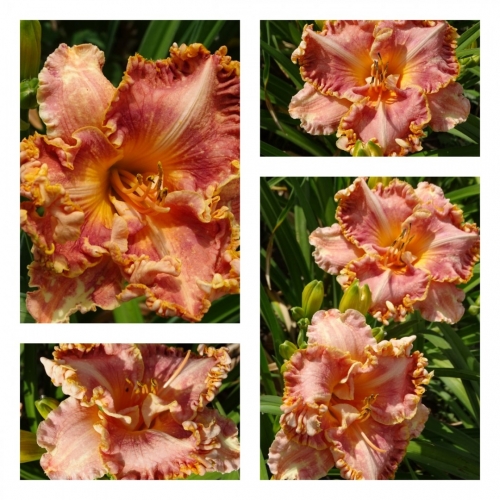 ������� ���� ��������� ������ �������