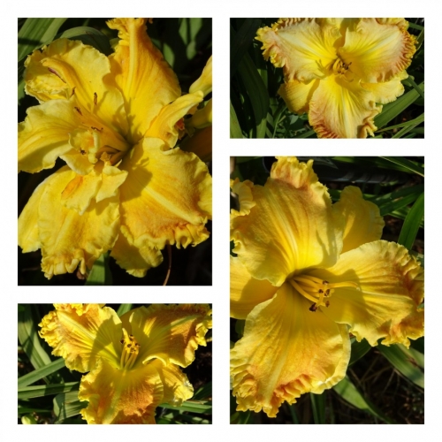 ����������� ��� ������ �������