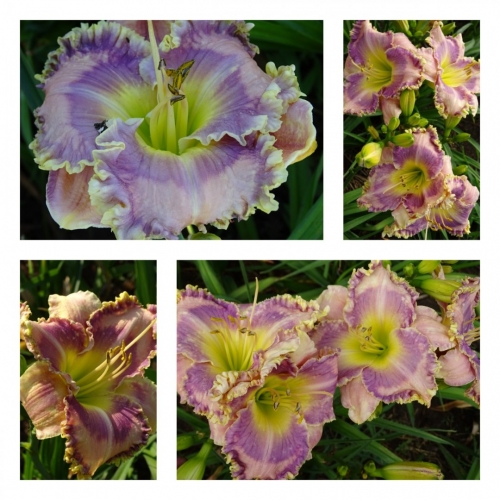 �������� ������ ������ �������