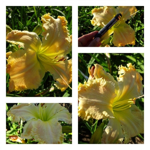 ��������� ����� ������ �������