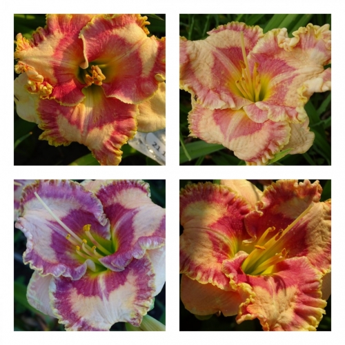 ���� ������� ��� ������ �������