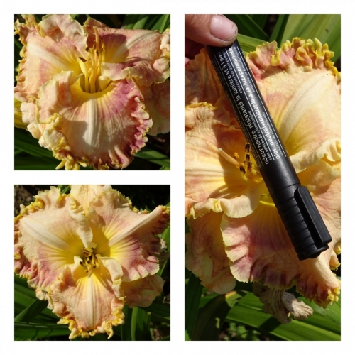 ������ ���� ������ �������