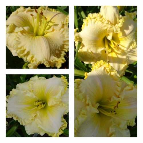 ���� ����� ���� ������ �������