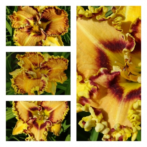 ���������