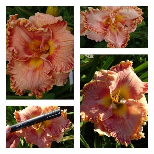 ��������� �����